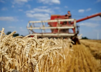 إتمام زراعة بذور 20 طنا من قمح الديورم والخبز على 100 هكتار في السعودية