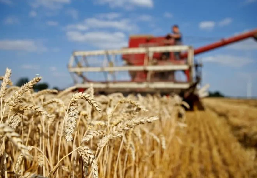 إتمام زراعة بذور 20 طنا من قمح الديورم والخبز على 100 هكتار في السعودية