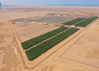 حل بيئي مستدام لمعالجة المياه .. إنشاء 80 ألف متر مربع من الأراضي الرطبة